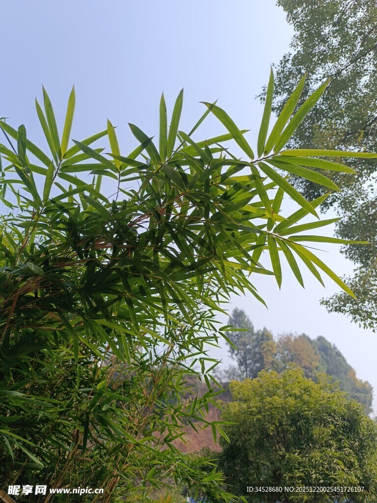翠绿竹叶与繁茂树木景观