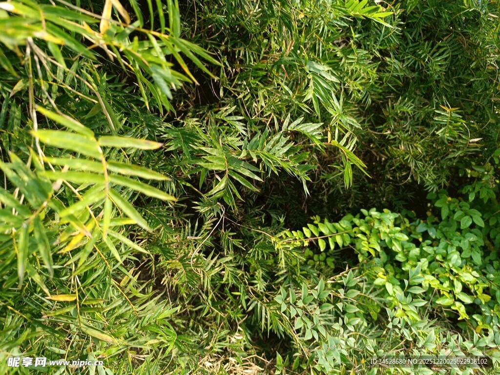 茂密绿植中的自然景致