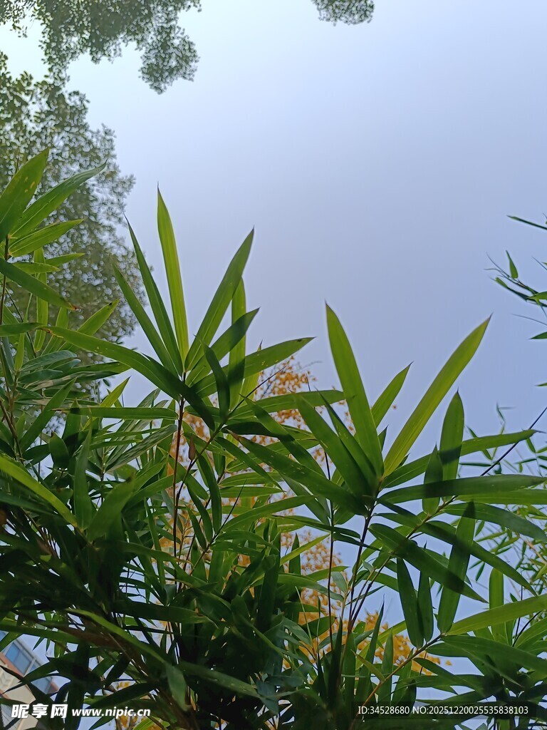 竹叶映衬下的朦胧天空