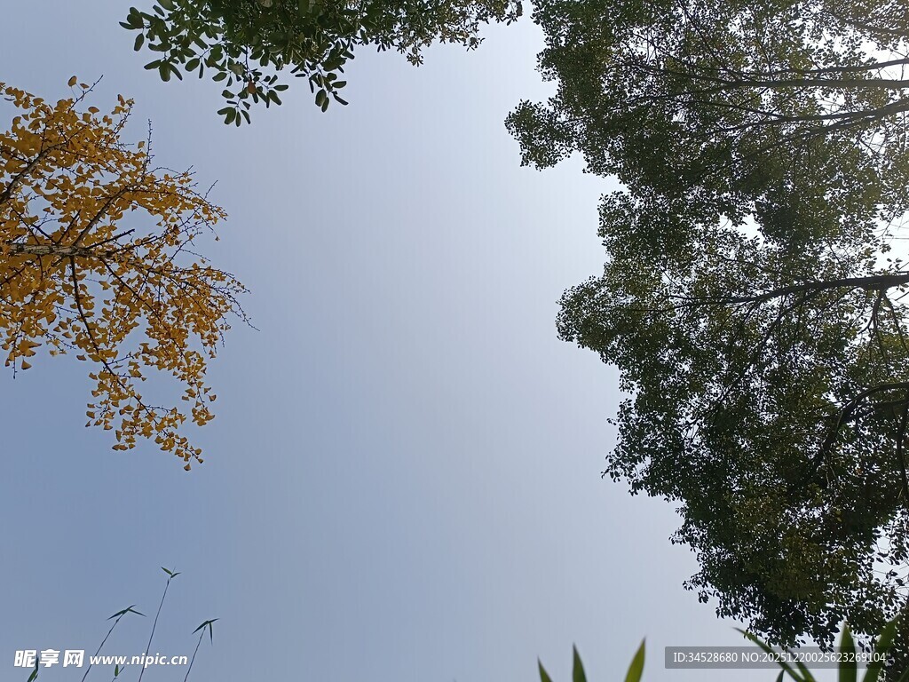 仰望蓝天与繁茂树木