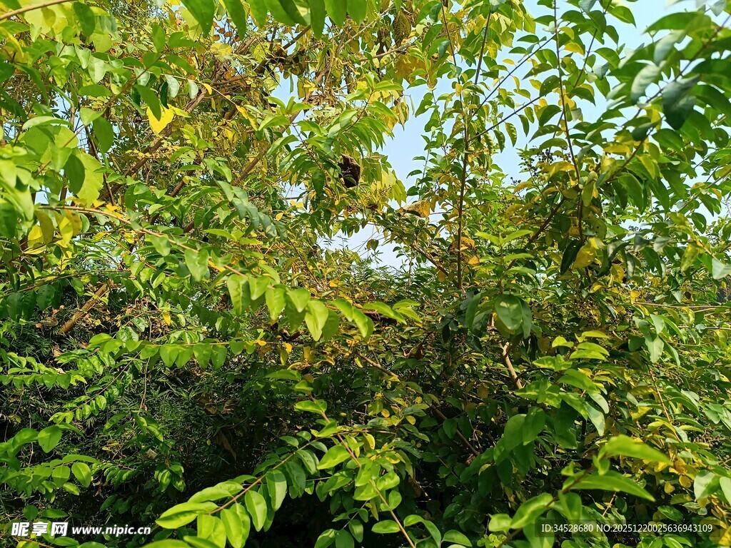 繁茂绿叶展现自然生机