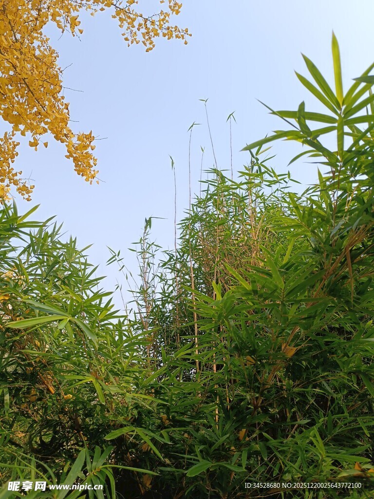 秋日繁茂绿植景观