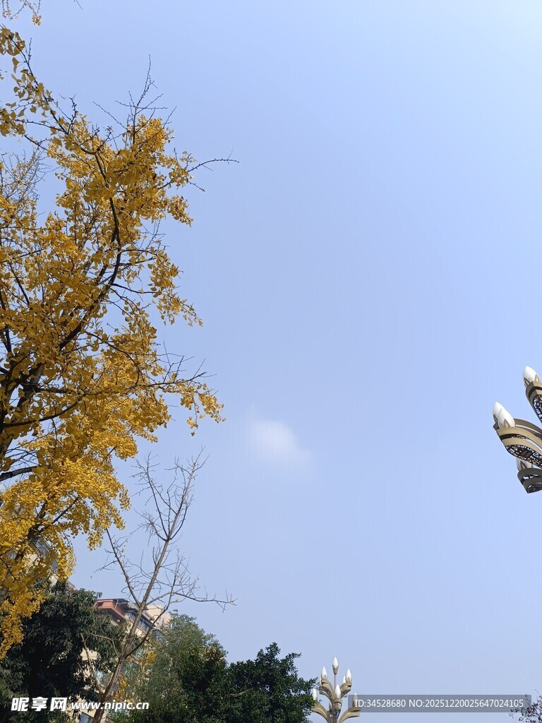 秋日银杏与蓝天景致