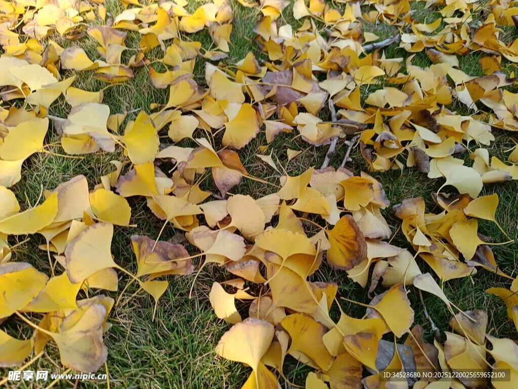 金黄落叶铺就秋日美景