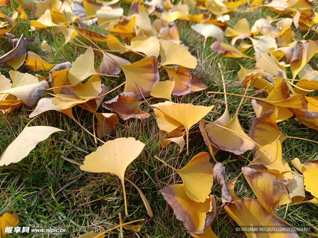 银杏落叶铺就秋日美景