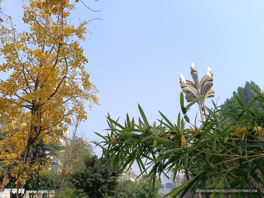 秋日多彩树木景致