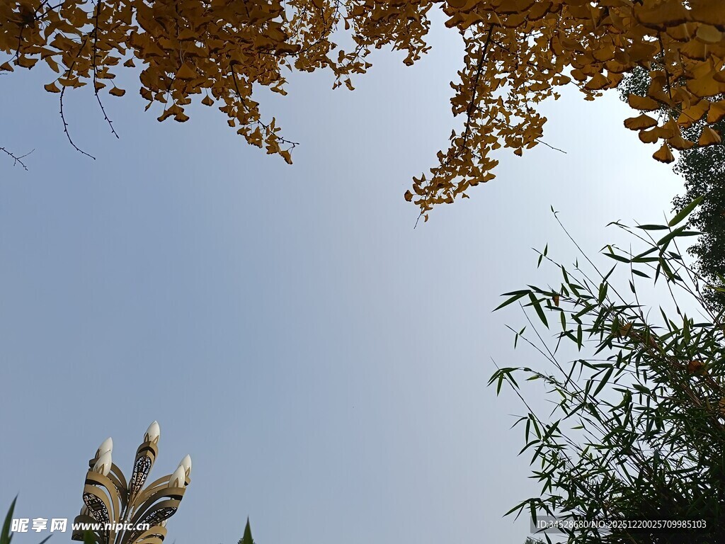 秋日树梢与蓝天景致