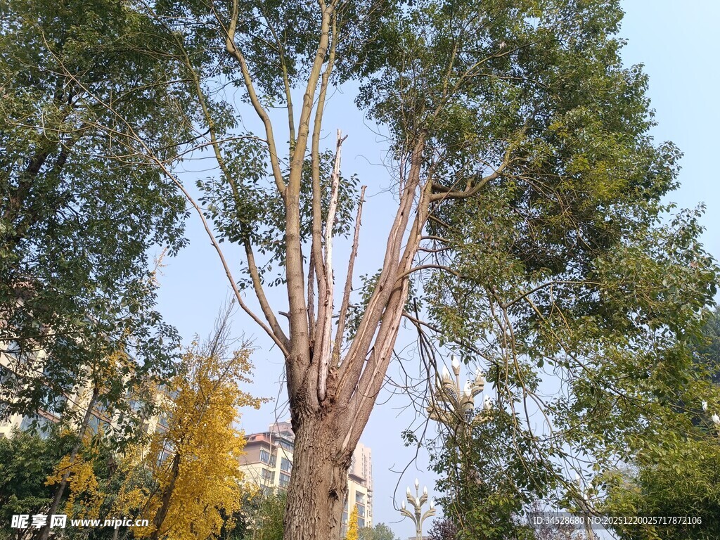 高大挺拔的树木景观