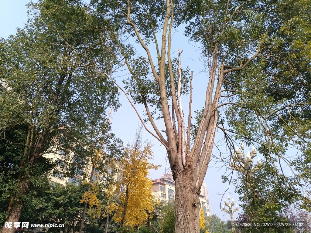 枯树与繁茂绿树相映成景