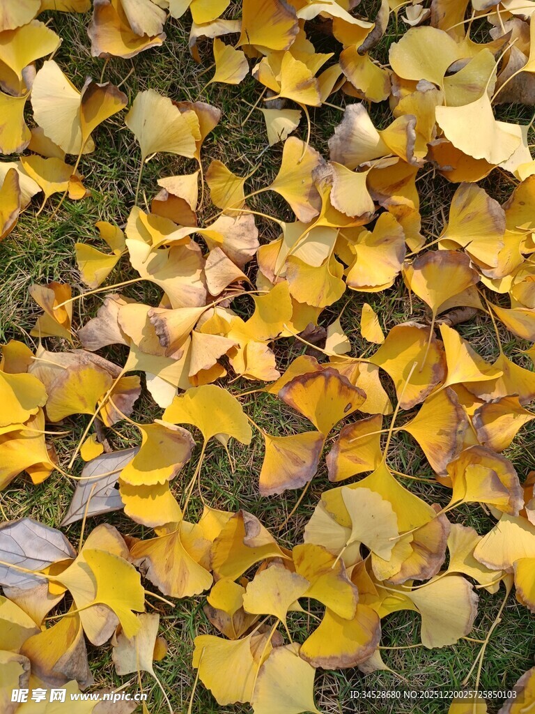 地上金黄银杏落叶美景