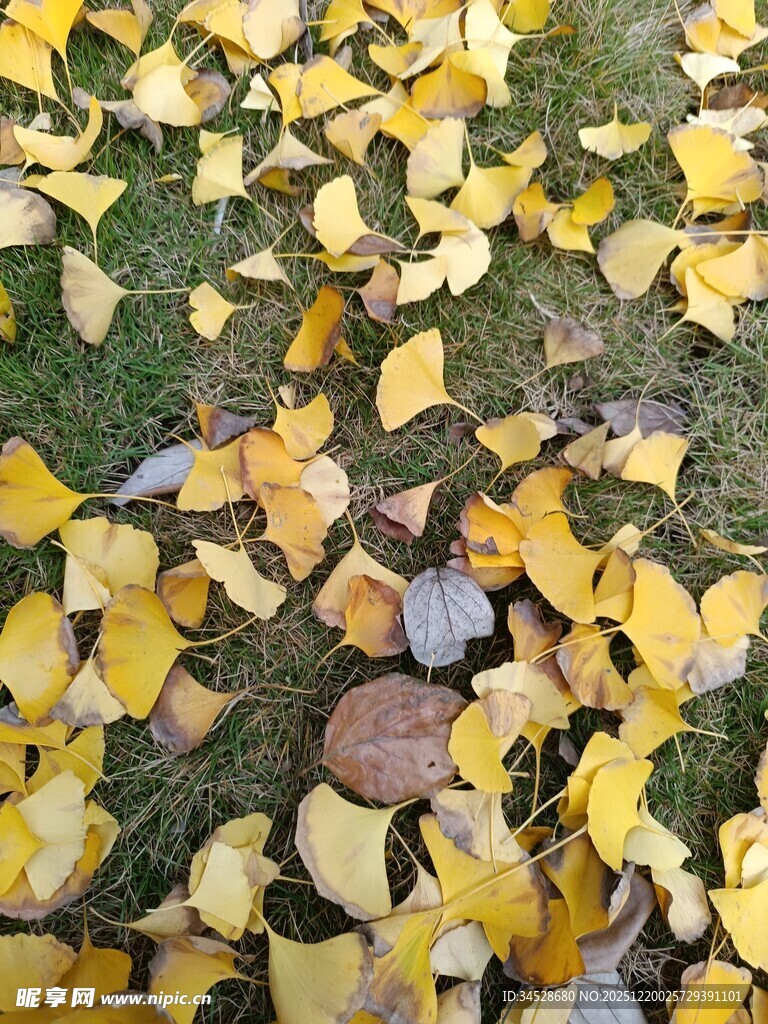 地上金黄银杏落叶美景