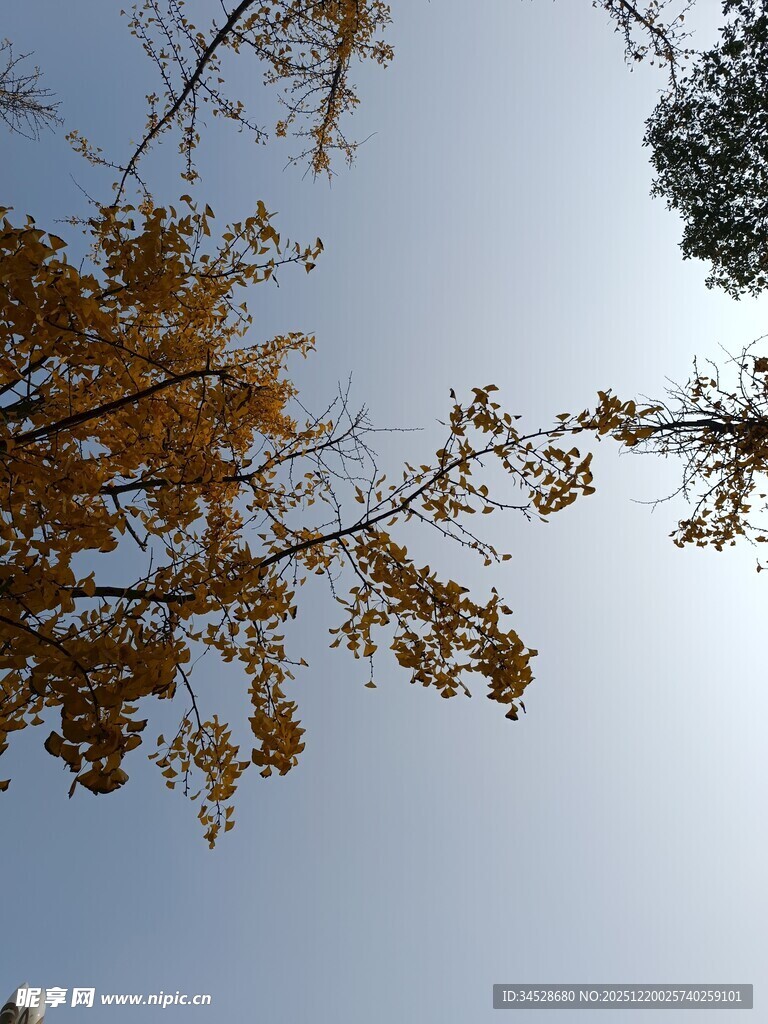 仰望秋日金黄树叶