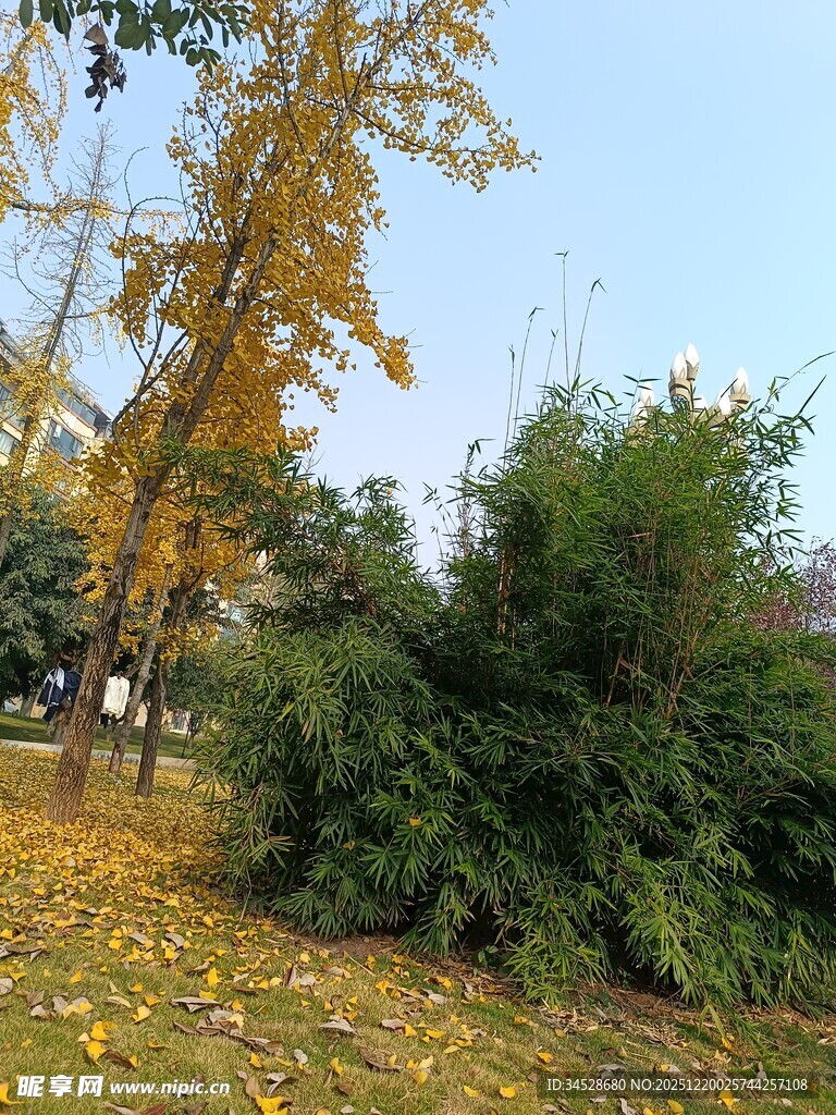 秋日公园绿植与金黄树木