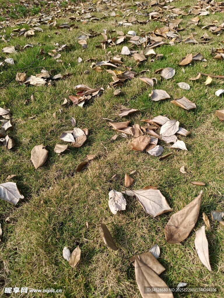 草地上散落的枯叶