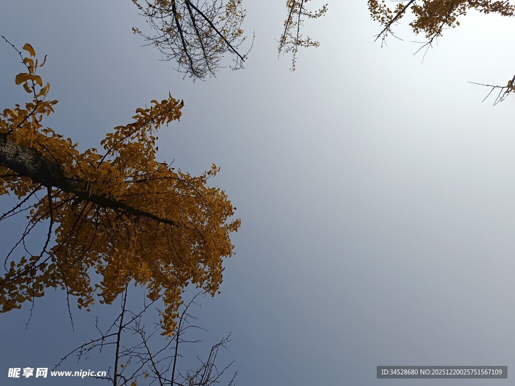 仰望金黄树枝与蓝天