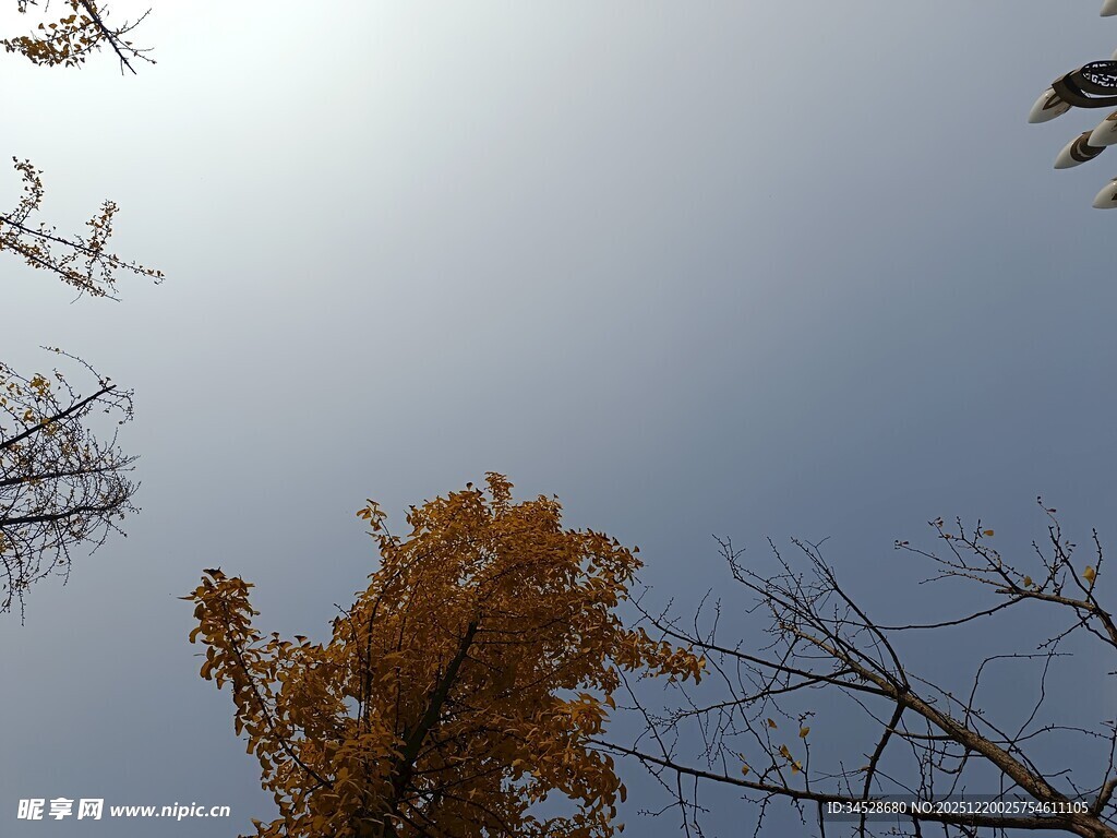 仰望秋日树梢与蓝天