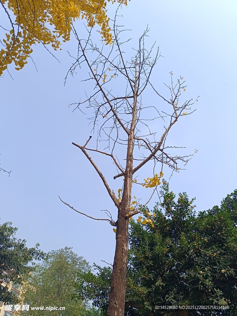 光秃树干与蓝天绿树相映