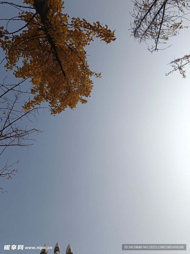仰望秋日金黄树梢