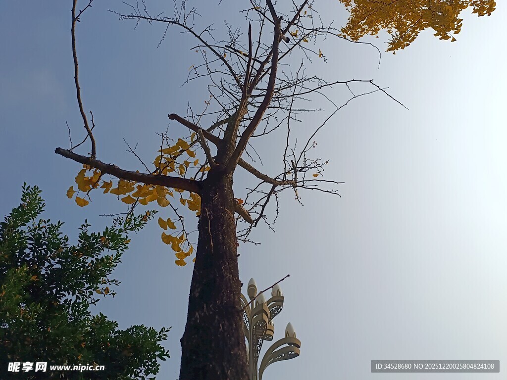 枯树蓝天黄叶秋日景象