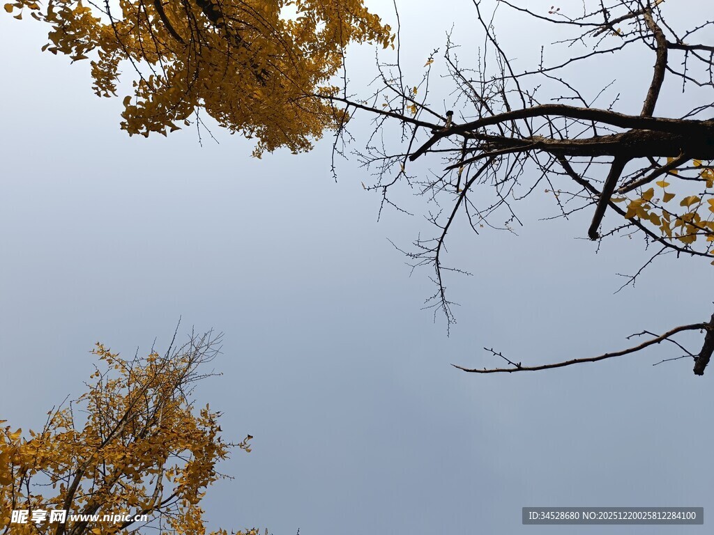 仰望金黄树叶与蓝天