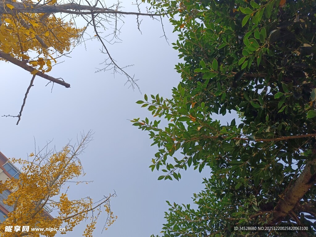 秋日林间树梢景致