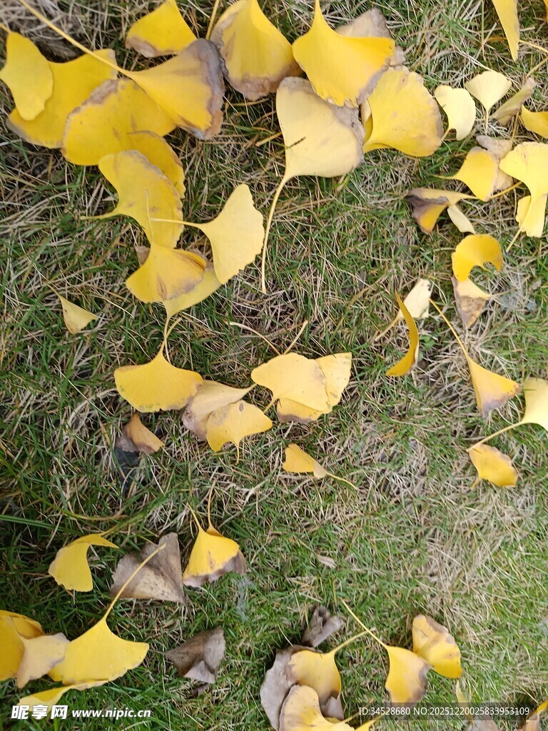 银杏落叶铺就秋日美景