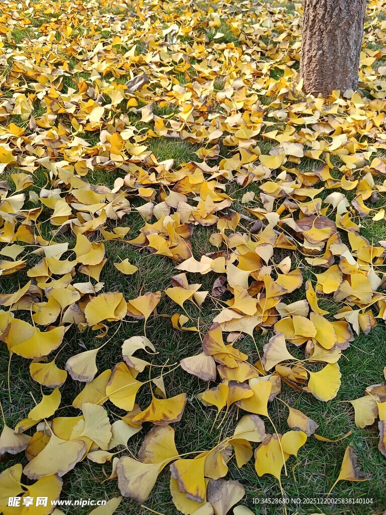 树下金黄银杏落叶美景