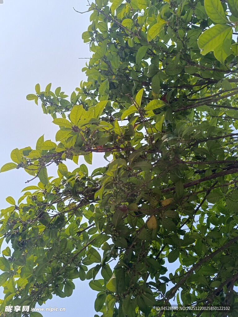 绿叶繁茂的树冠