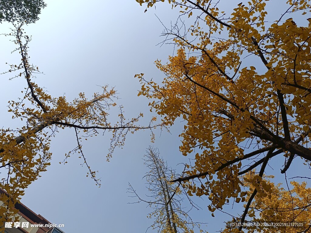 仰望金黄银杏树枝丫