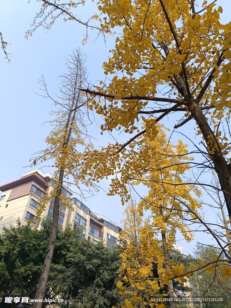 秋日银杏与建筑美景