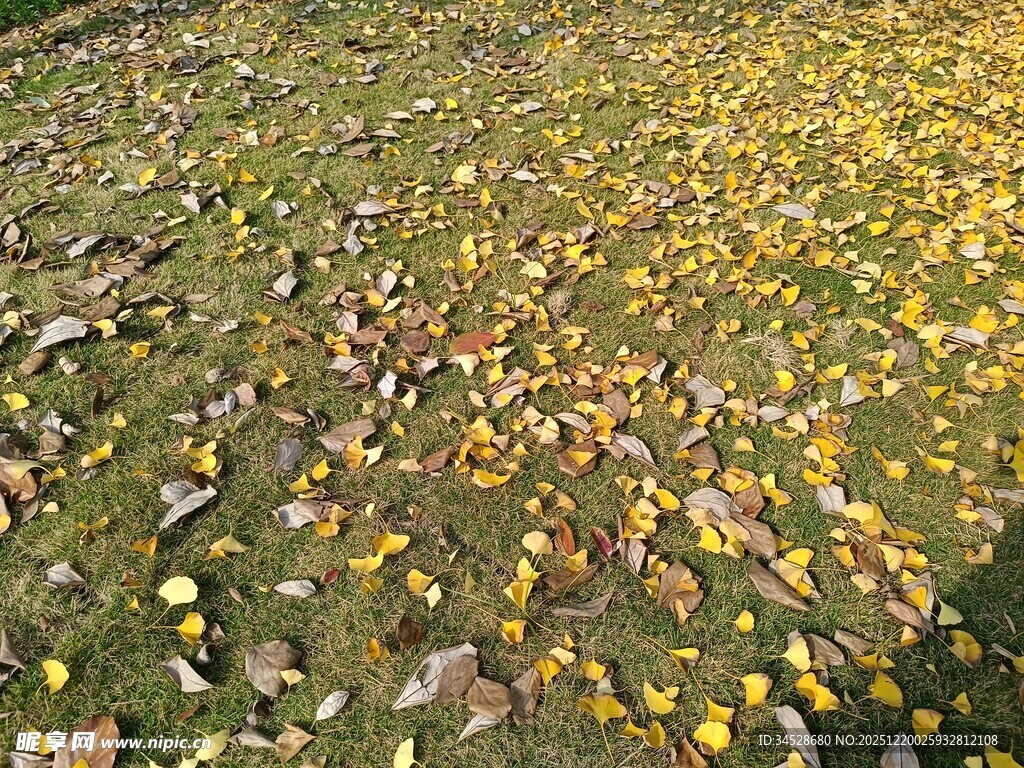 秋日落叶铺就的斑斓草地