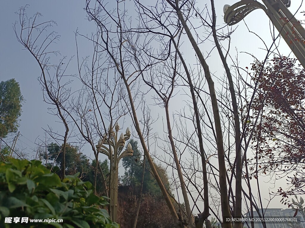 冬日枯树与绿植景观