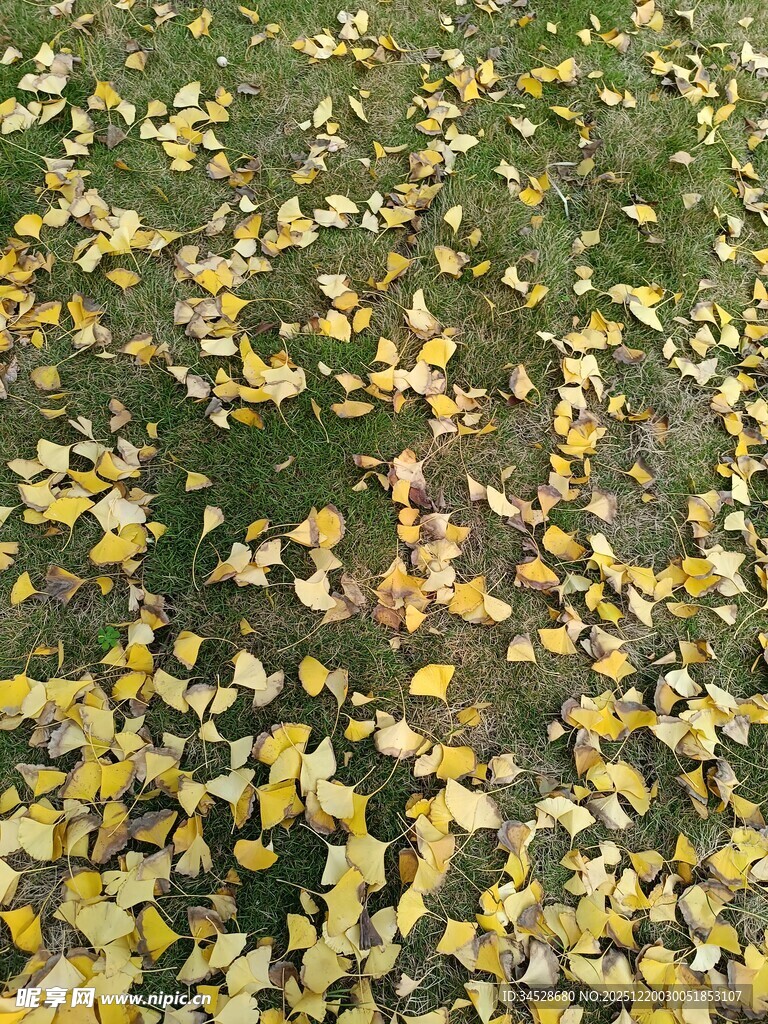 地面铺满金黄银杏落叶