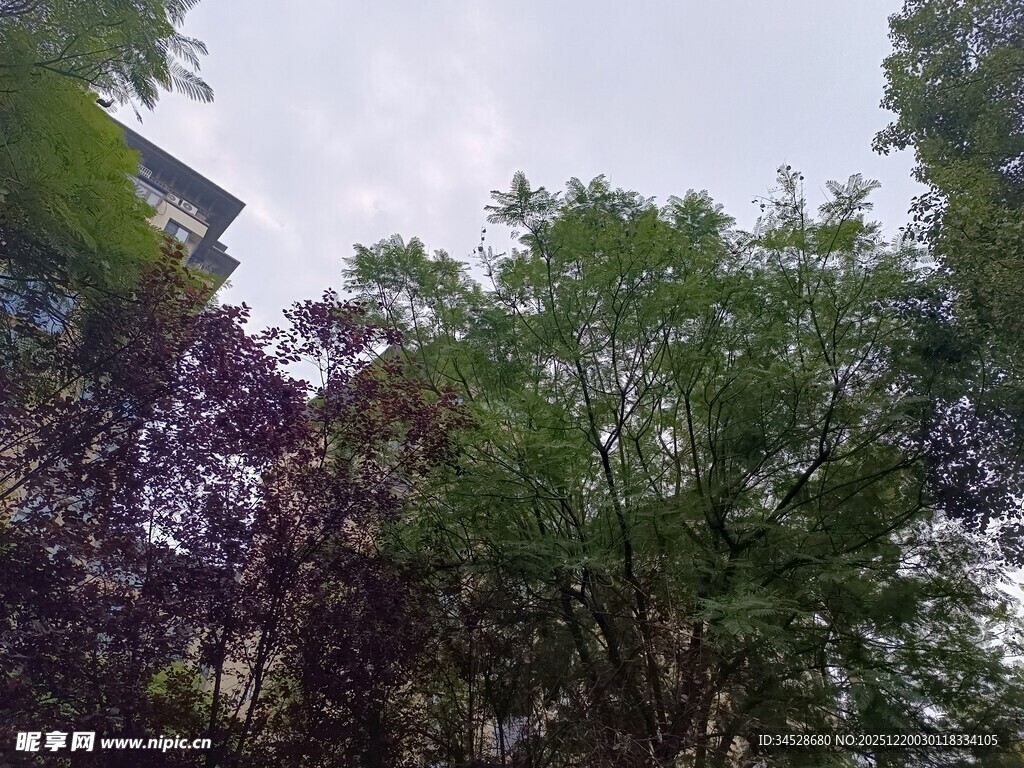 繁茂绿树与多彩枝叶景观