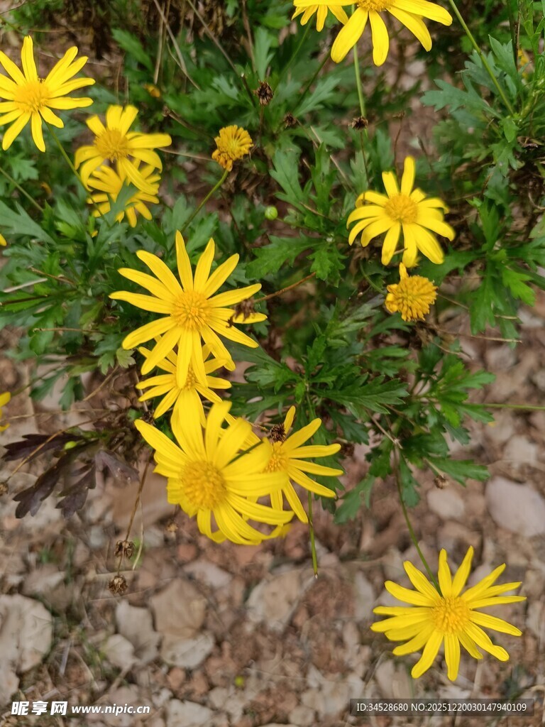 黄色小花绽放于碎石间