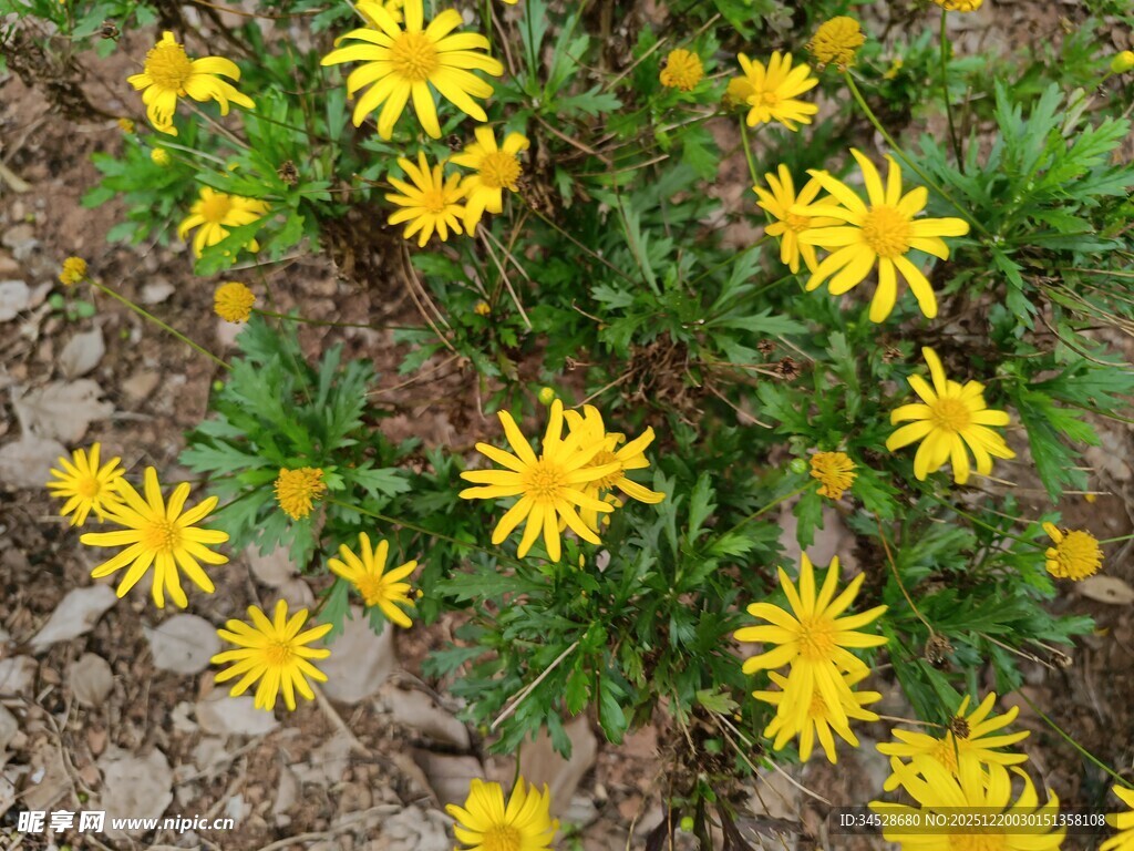 黄色小花绽放于地面
