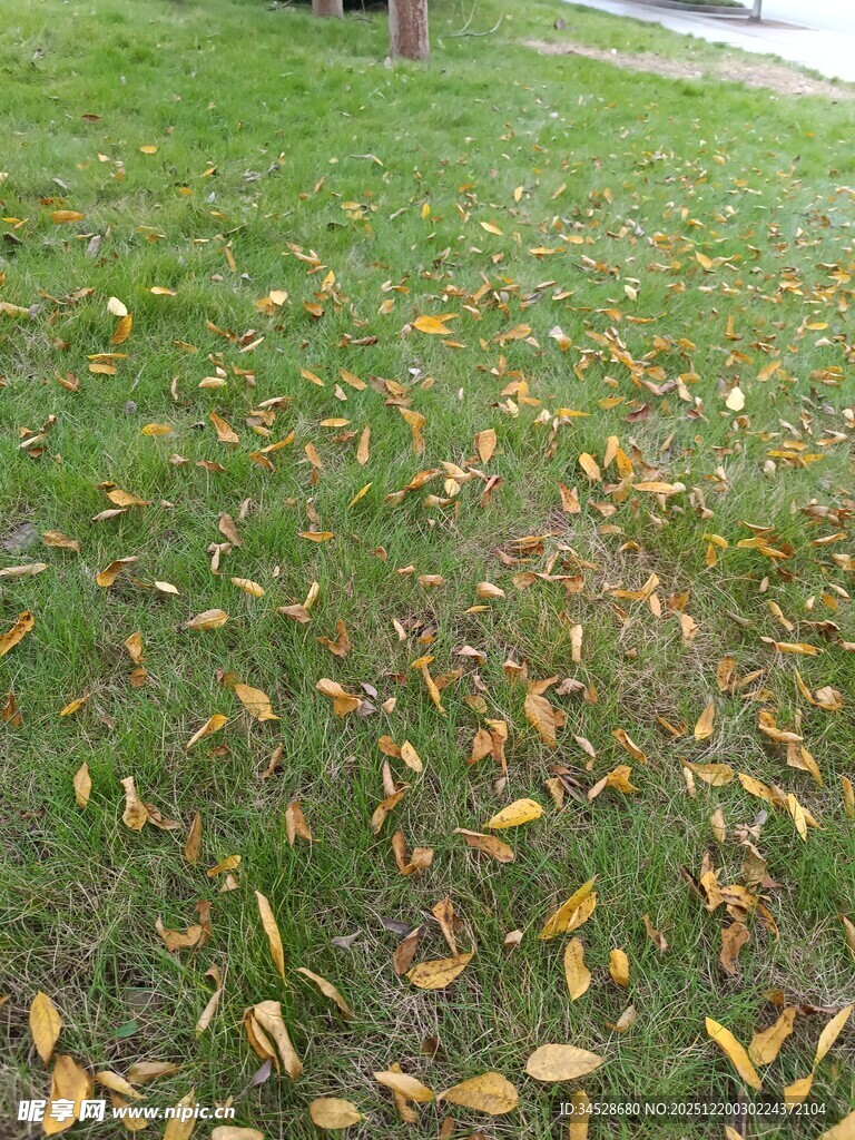 草地上的散落黄叶