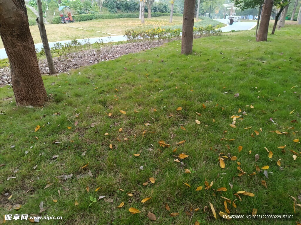 秋日草地与落叶景观