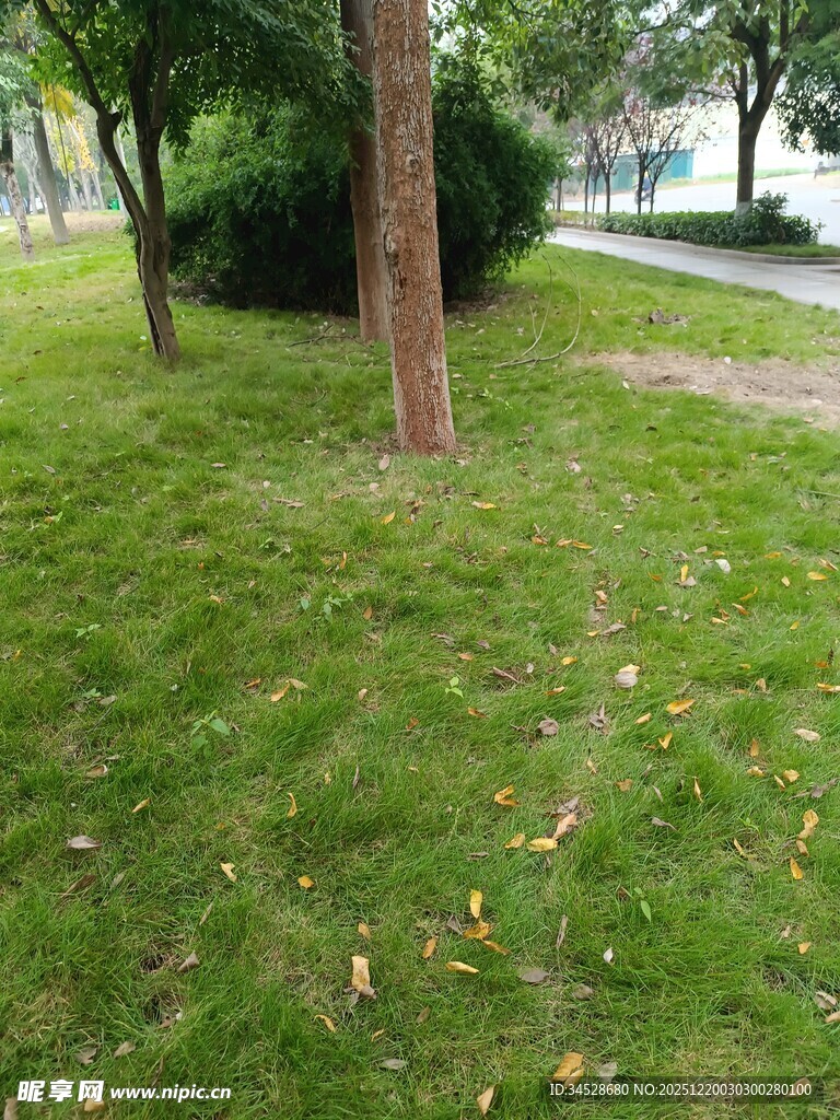 公园草地树木景致