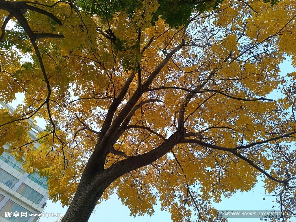 秋日金黄树叶的高大树木