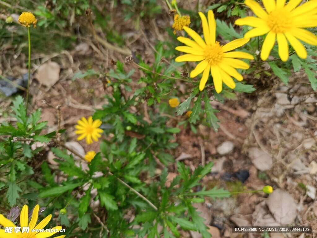 黄色小花绽放于草地间
