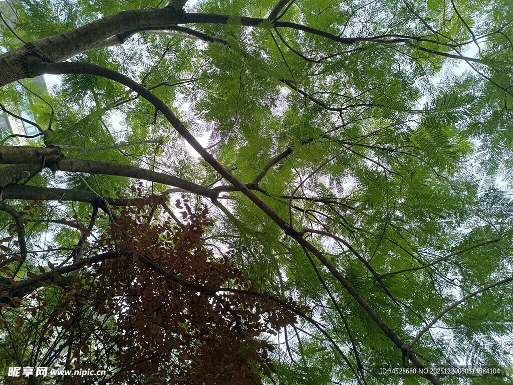 仰视茂密枝叶的翠绿树冠