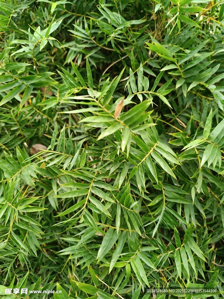 茂密翠绿的多叶植物景观