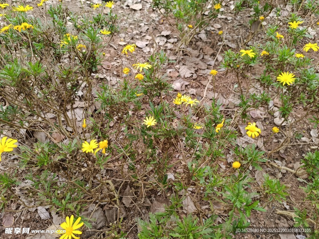 地面绽放的黄色小花