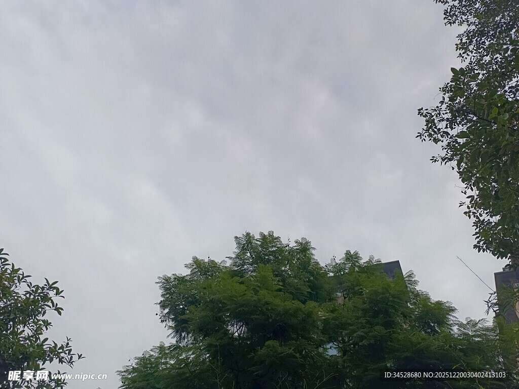 绿树映衬下的朦胧天空