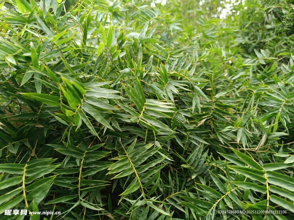 茂密翠绿的热带植物景观