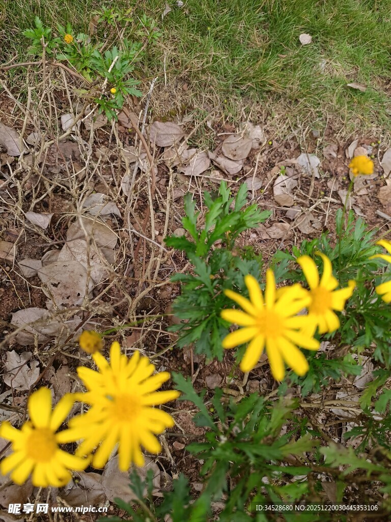 草地中的黄色小花绽放