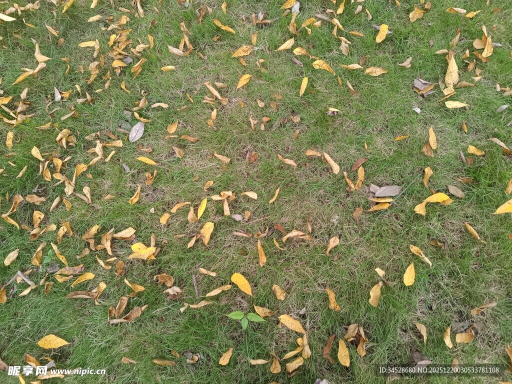 秋日草地散落金黄叶片