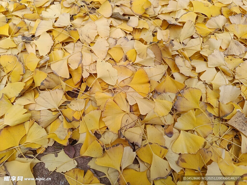 金黄银杏叶铺满地面