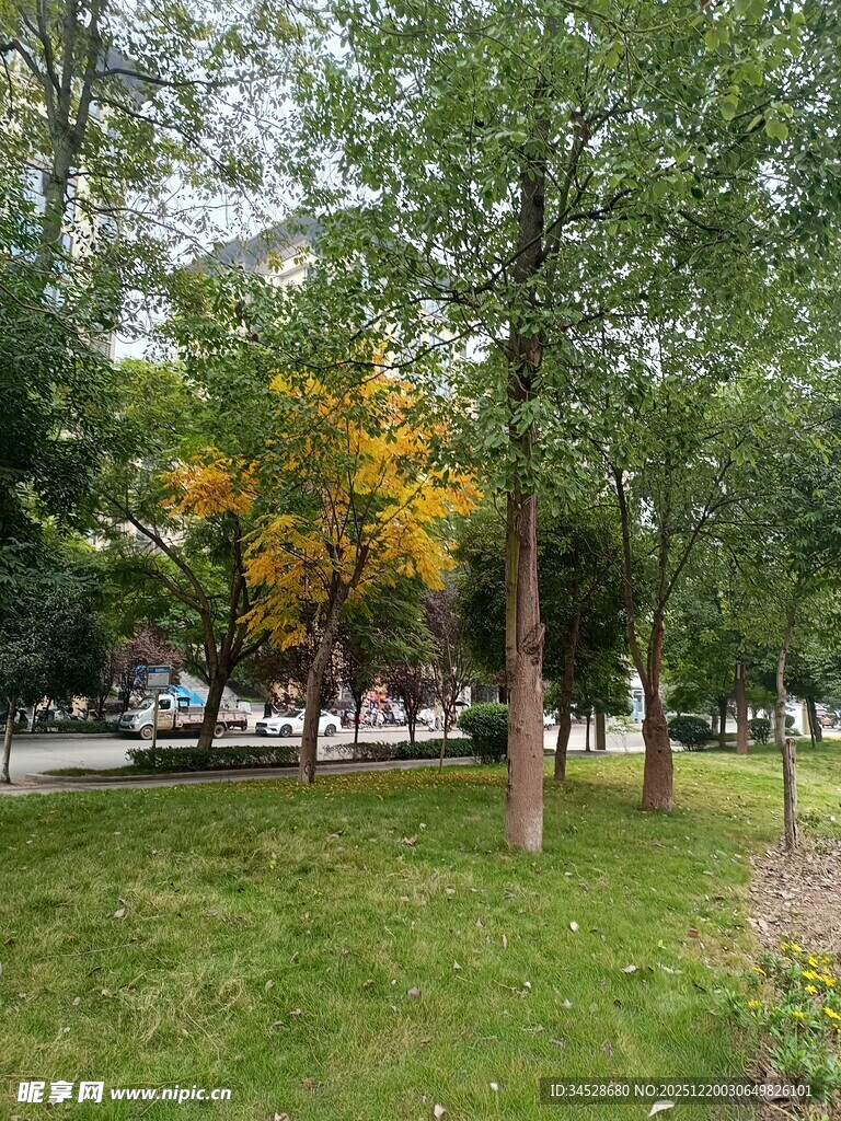 秋日公园绿意与黄叶景致